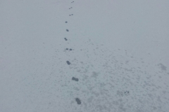 IMG-20180301-WA0009